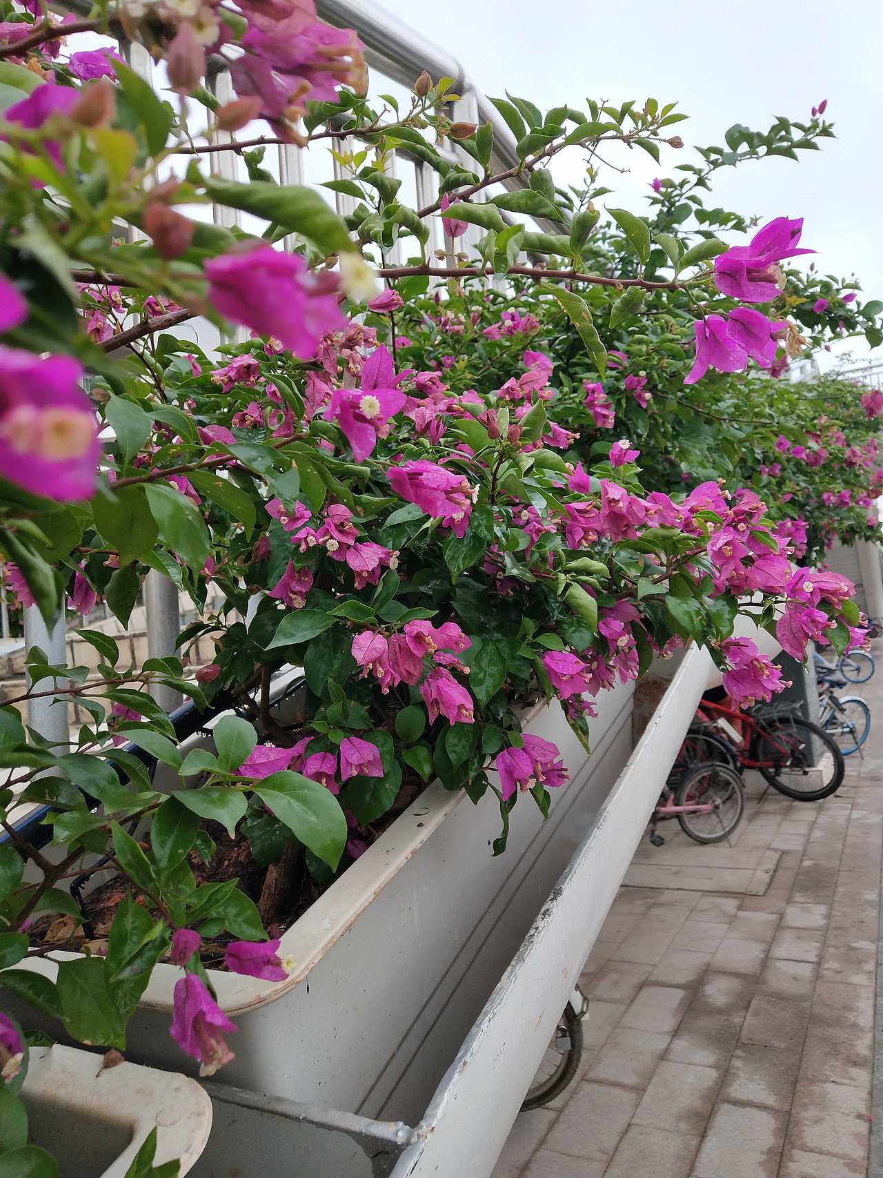 花-植 ❀2（图ZMjI4NzkwMzAw） - 产品摄影 - 站酷设计师紫月琉璃香原创素材 - 站酷ZCOOL