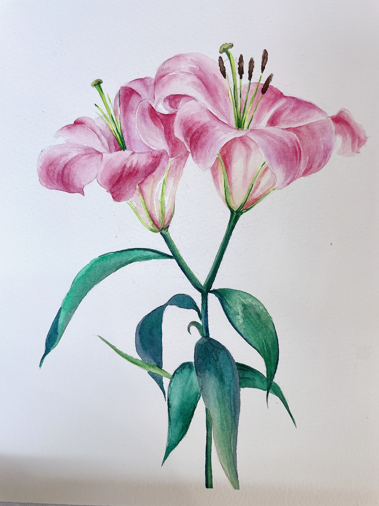 水彩百合|纯艺术|绘画|北北是我呀 - 原创作品 - 站酷 (zcool)