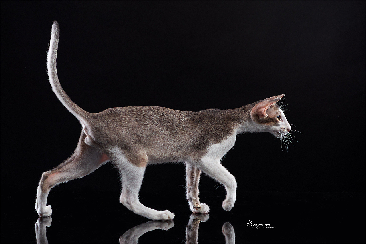 东方短毛猫天津影棚拍攝九月