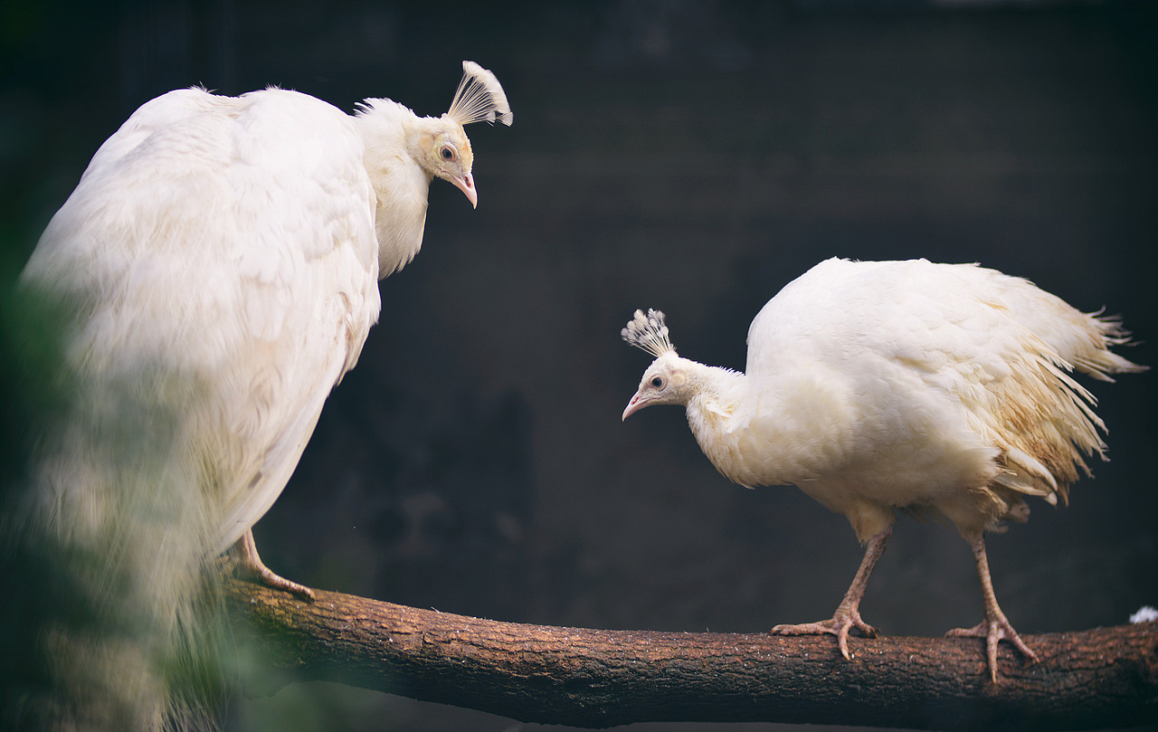 红山动物园的动物们(1)