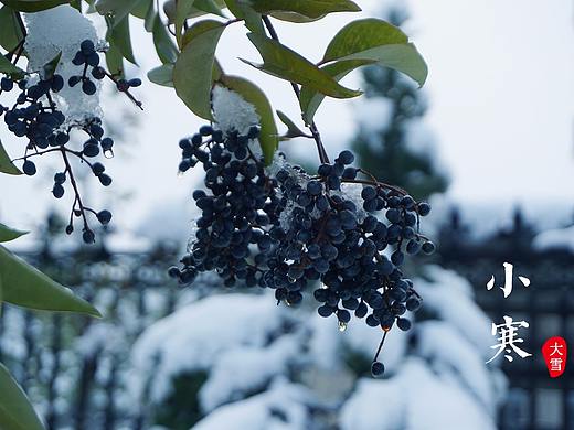 大雪
