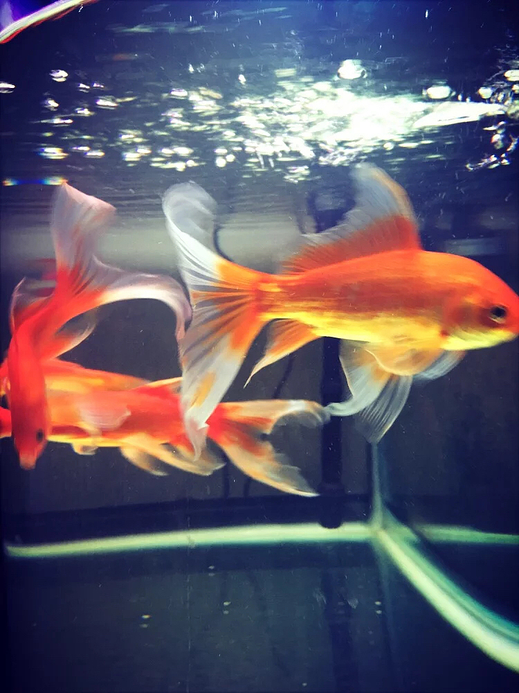 纯属爱好[z石化]（图ZMTEyOTU2ODg0） - 人文/纪实摄影 - 站酷设计师Z20493486原创素材 - 站酷ZCOOL