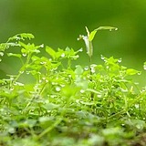 用戶頭像