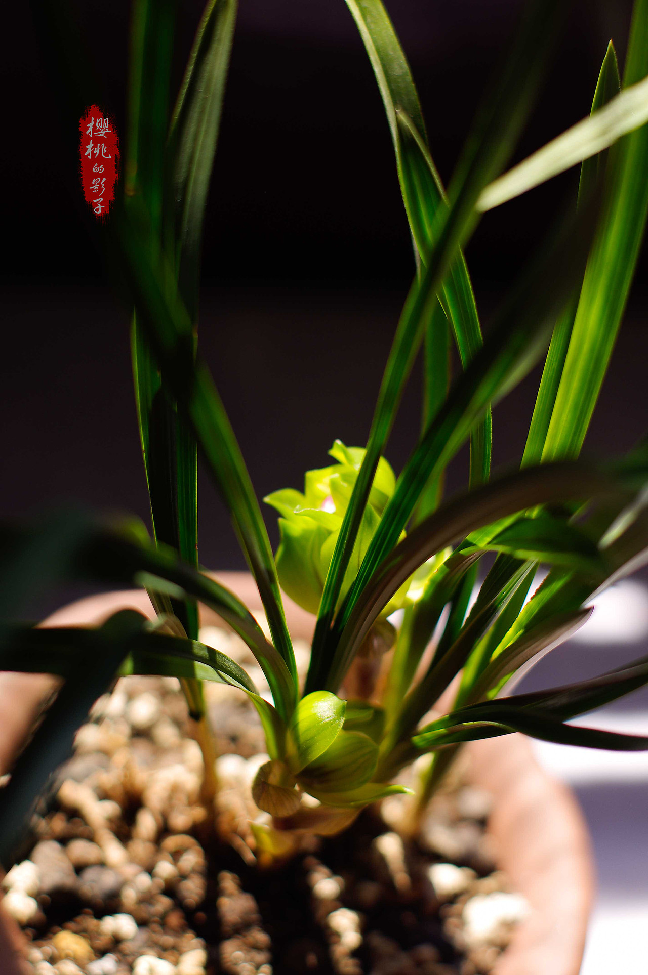 一花一世界 一草一菩提