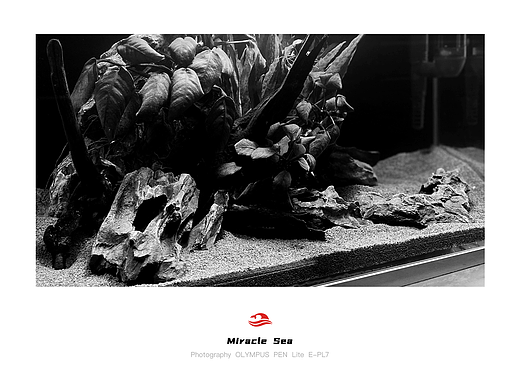 【 Miracle Sea 】南美缸松皮石造景 #黑白照片(个人主页-ZNTYyMzUzODA=) - 人文/纪实摄影 - 站酷设计师奇迹之海摄影原创素材 - 站酷ZCOOL