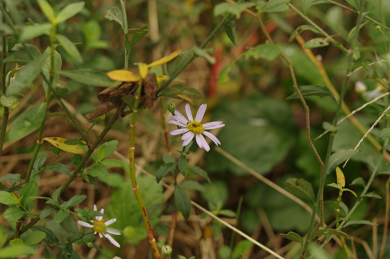 向山行（图ZMzUyMDY4NTA0） - 风光摄影 - 站酷设计师闲猫炸薯条原创素材 - 站酷ZCOOL