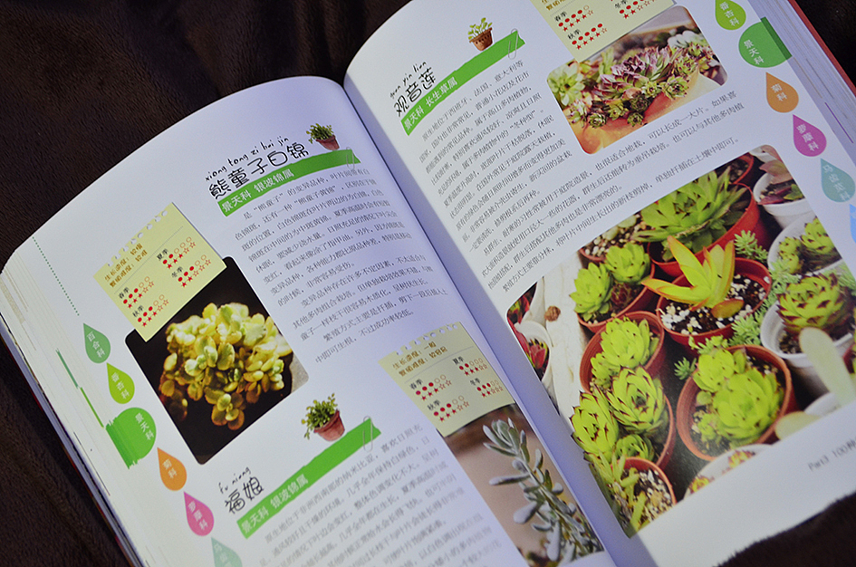 新做的书，和二木一起玩多肉（图ZMTAyOTA3MzY=） - 书籍/画册 - 站酷设计师丫丫Design原创素材 - 站酷ZCOOL