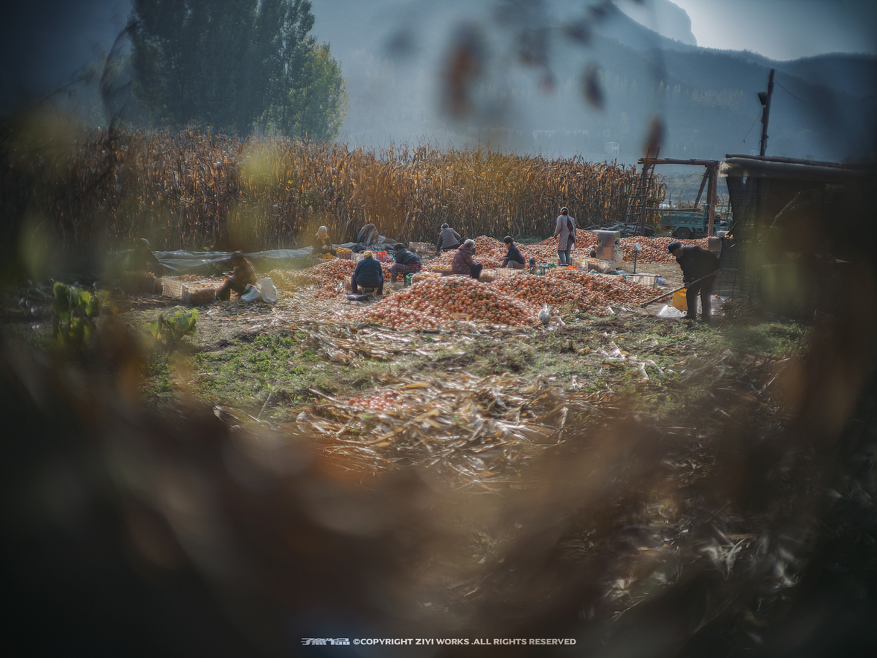 《October 25, 2020》（图ZMjQxMTY1NTE2） - 人文/纪实摄影 - 站酷设计师摄影师子意原创素材 - 站酷ZCOOL