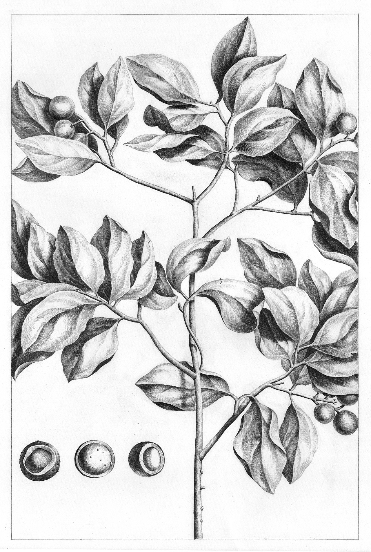 二月份的一些黑白植物线描|插画|创作习作|地主家也没有余粮 - 原创作品 - 站酷 (ZCOOL)