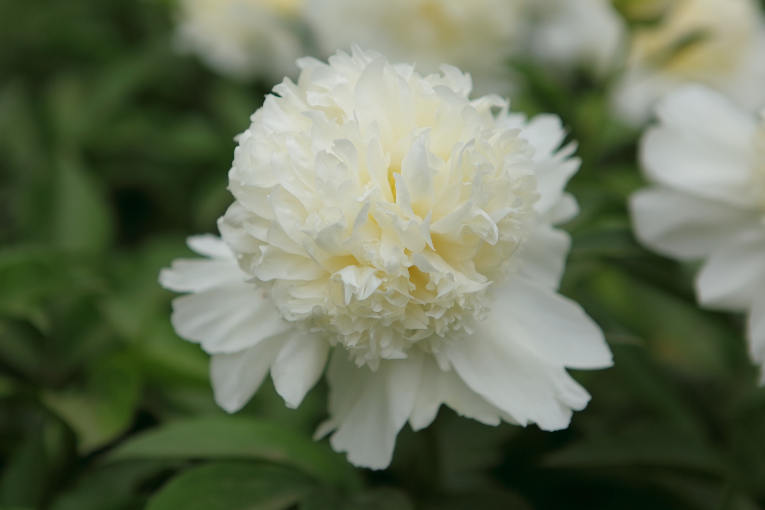 牡丹|摄影|静物|zqh700922 - 原创作品 - 站酷 (zcool)