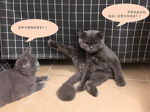 蛋蛋因为没出去就劈叉