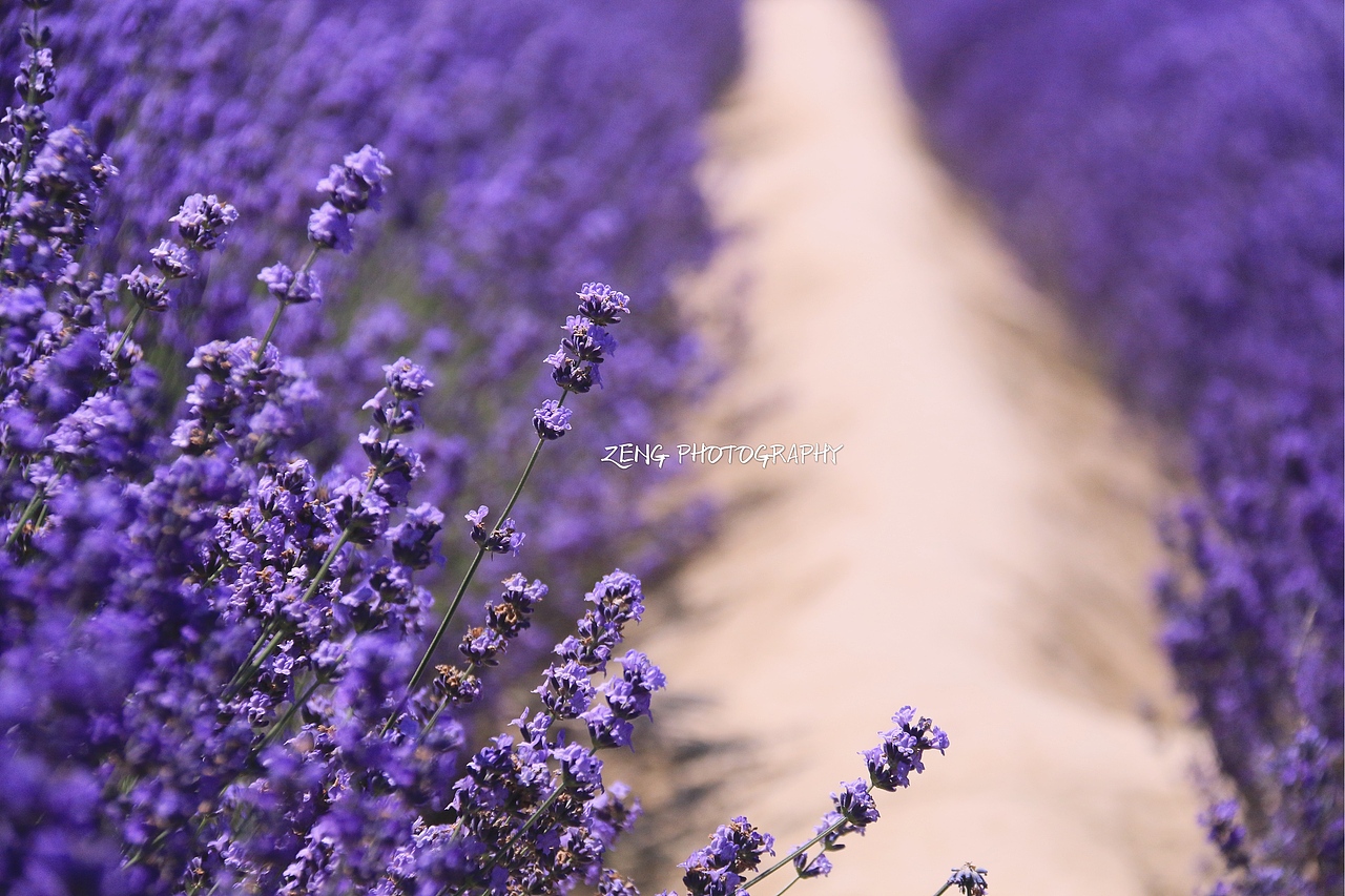 薰衣草的浪漫