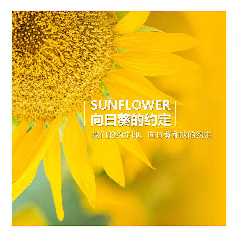 《向日葵的约定》