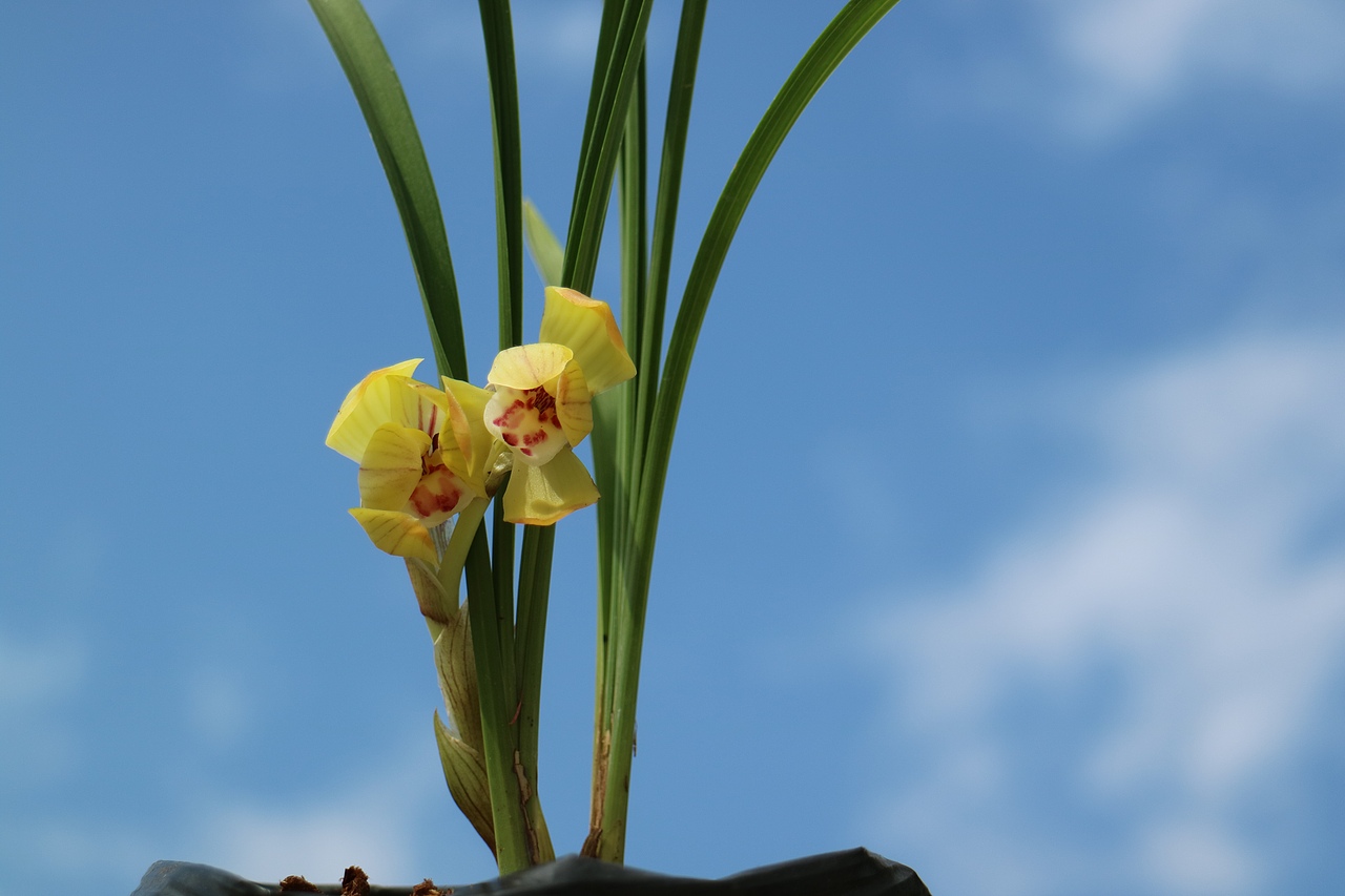 中国兰花—春兰