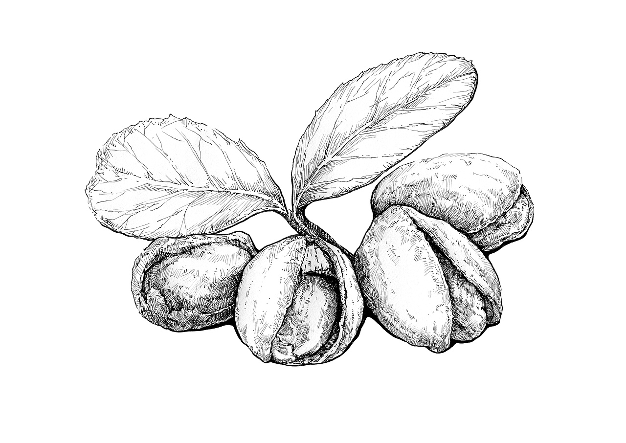 坚果（图ZMzgzMjg1OTI=） - 商业插画 - 站酷设计师Lao妖怪原创素材 - 站酷ZCOOL