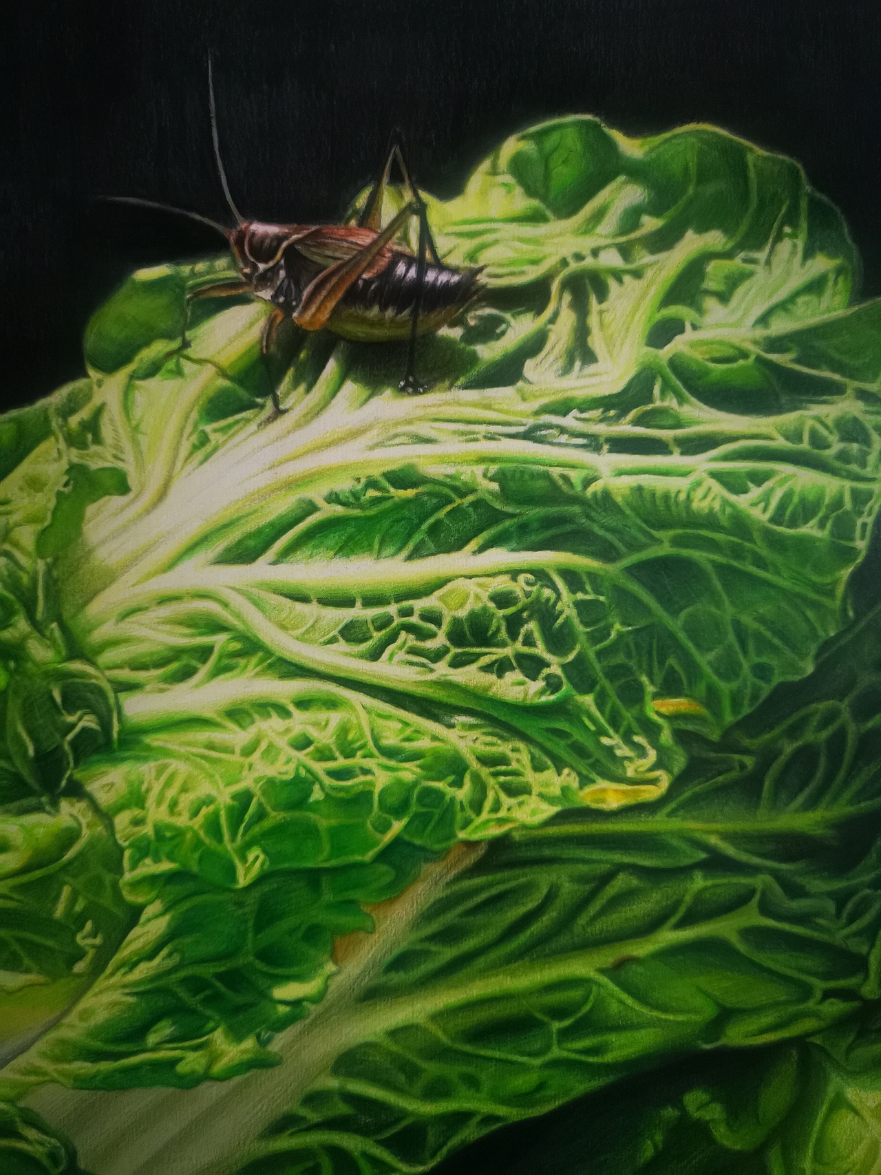 白菜|纯艺术|绘画|苏宜玖_原创作品-站酷zcool