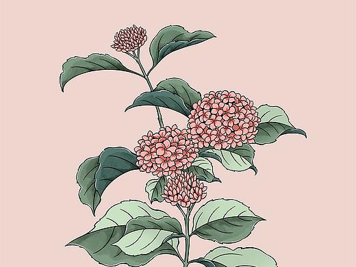 植物插画集