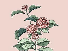 植物插画