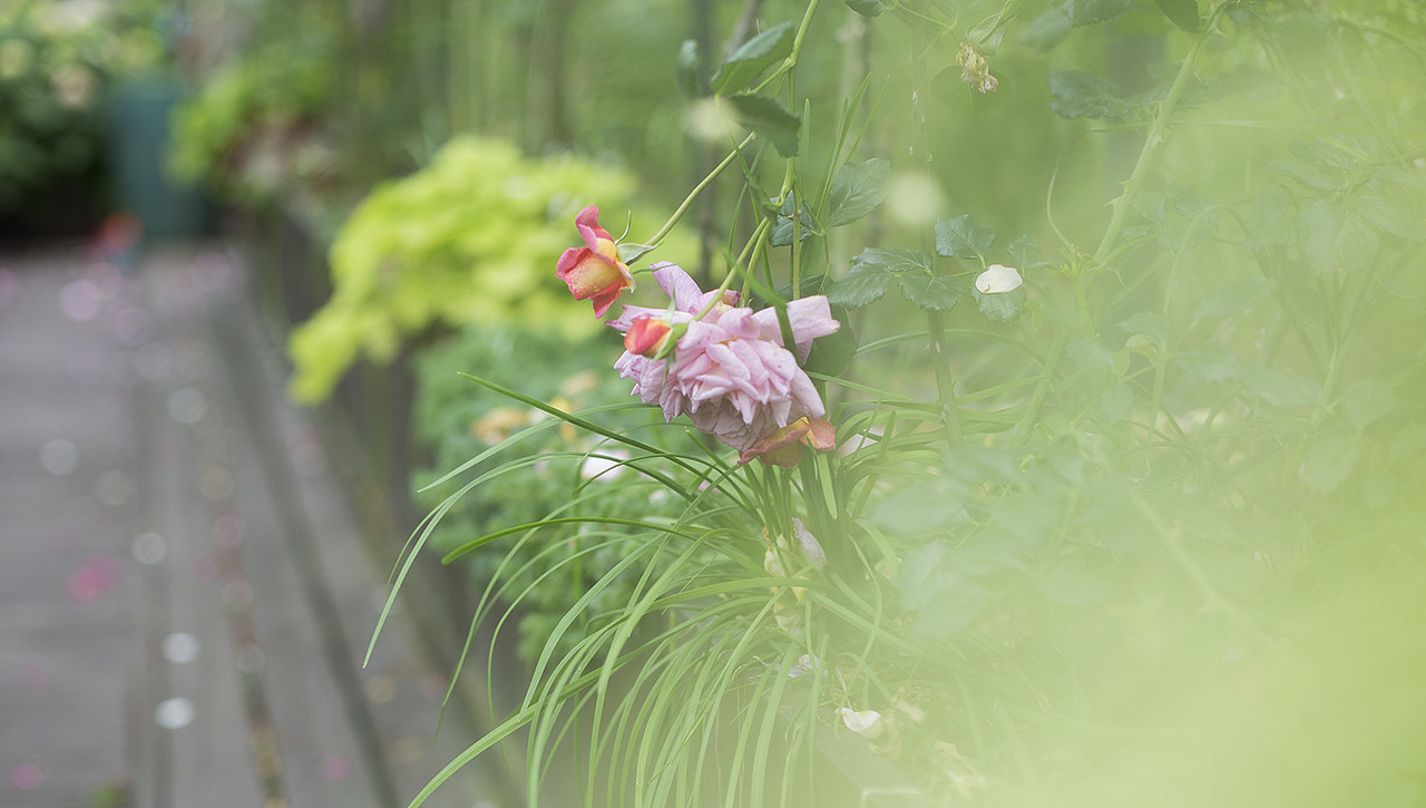 花至花园里的小美好