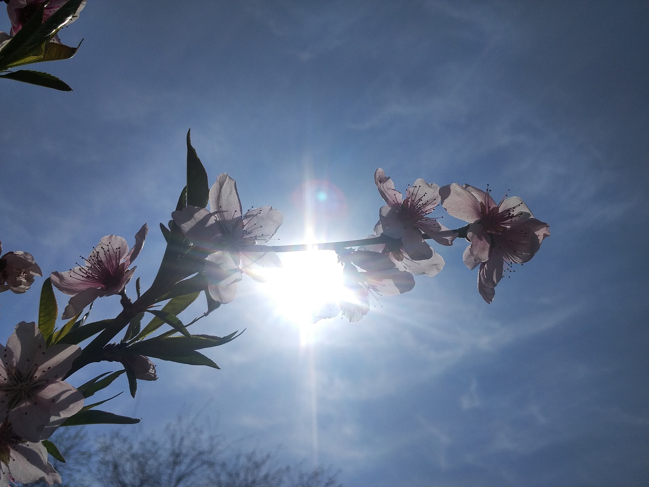 老家賞花（圖ZNzU1MzI0NTY=） - 風(fēng)光攝影 - 站酷設(shè)計(jì)師山山而川上的麥子原創(chuàng)素材 - 站酷ZCOOL