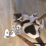 Maaaeve的头像