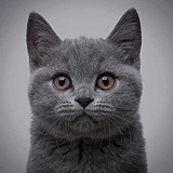 Sumian_的头像
