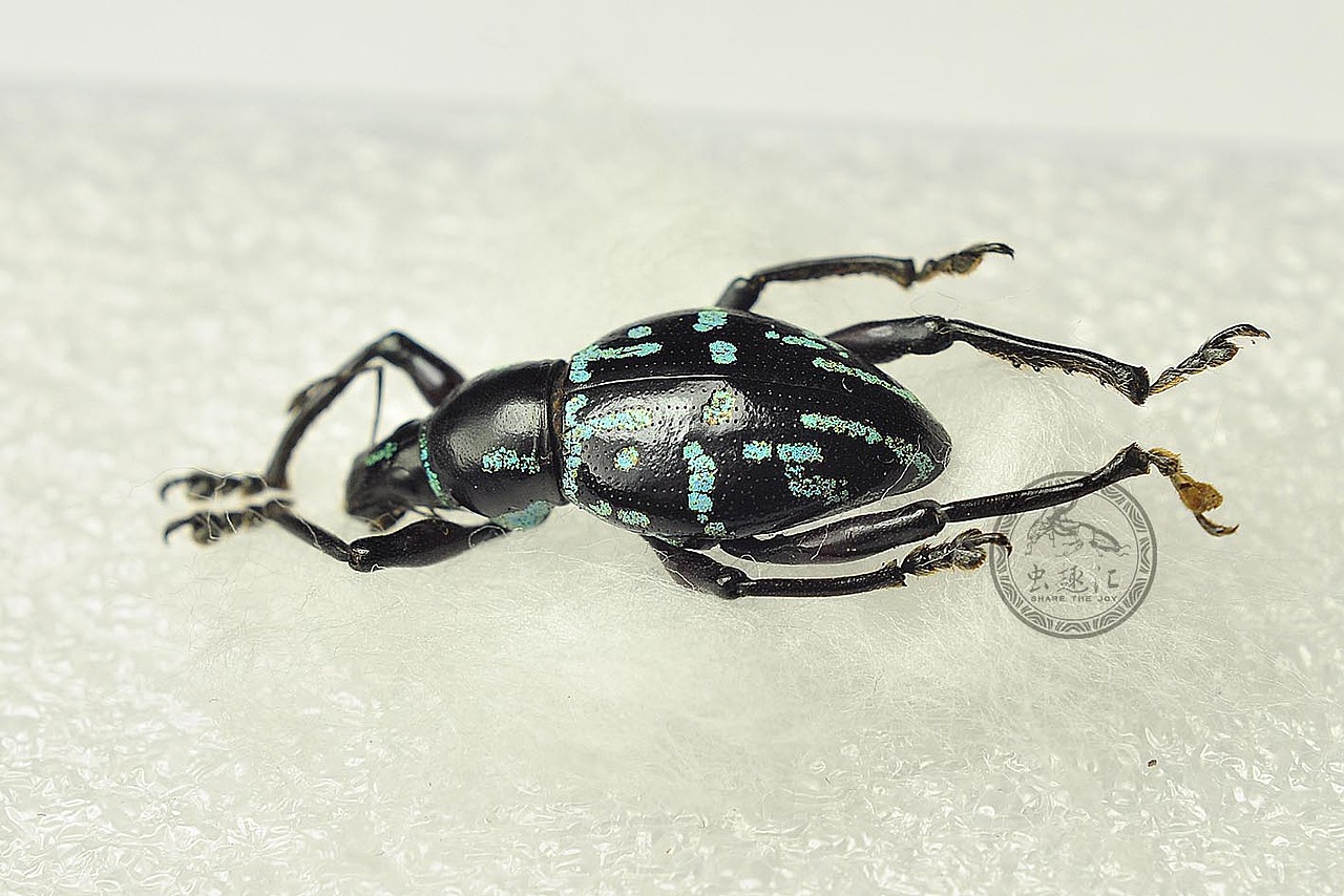 飞翔的宝石——菲律宾球面象甲