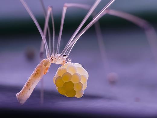 千姿百态的生态微距摄影小品