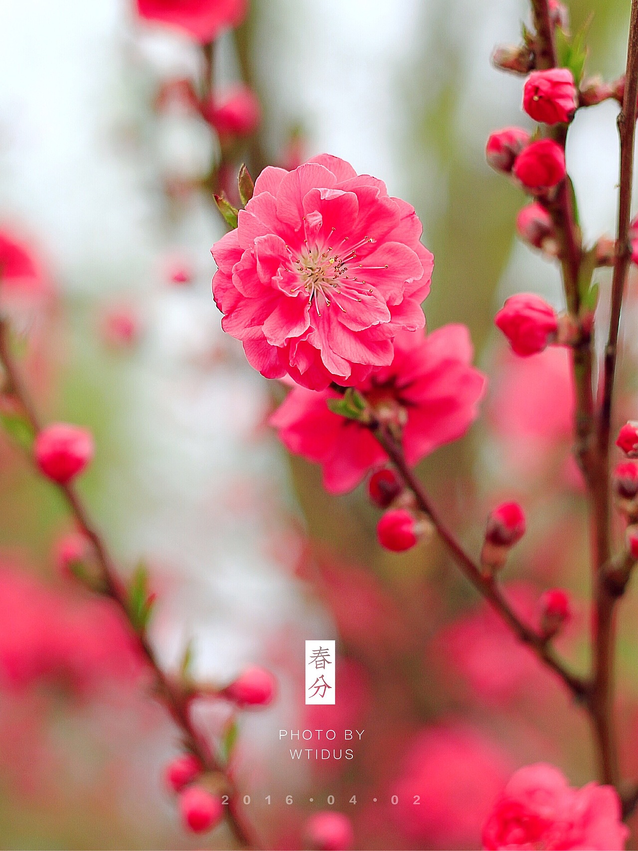 踏春“睬”花（图ZNDU5NDQ1NTI=） - 风光摄影 - 站酷设计师Amoo阿毛原创素材 - 站酷ZCOOL