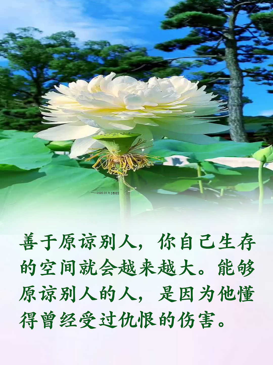 🌸💮🌺（图ZMjg4MTI2Mjg0） - 人文/纪实摄影 - 站酷设计师清清凉凉原创素材 - 站酷ZCOOL