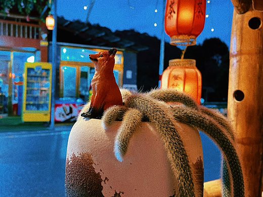 手机摄影|多肉植物