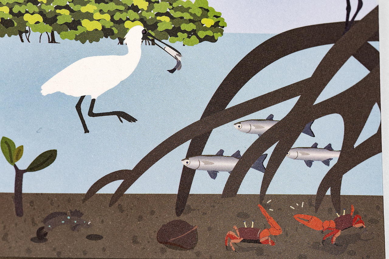 世界候鸟日-观候鸟折页及海报