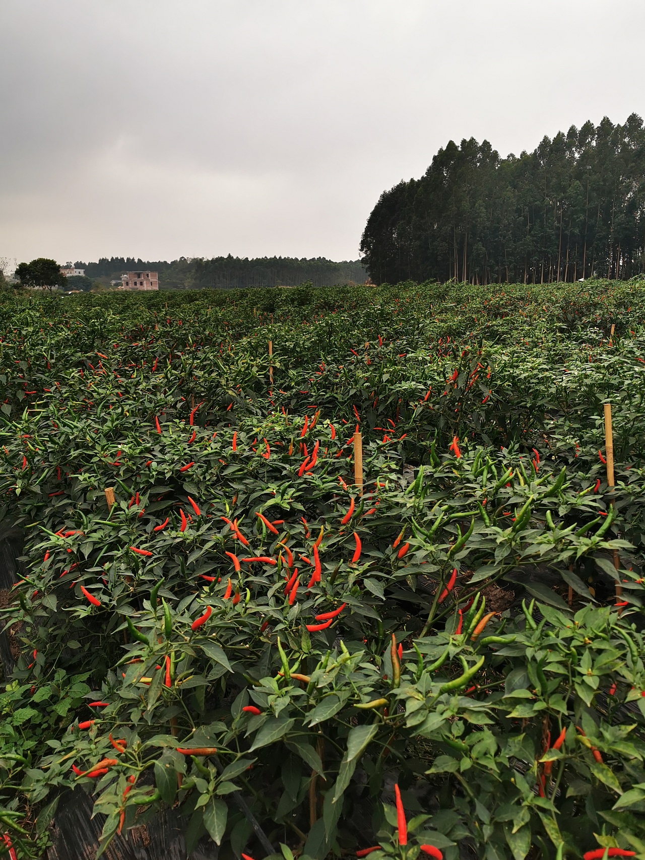 无土栽培基质辣椒有机营养土大棚种菜楼顶种植 辣椒甜椒种植土-阿里巴巴