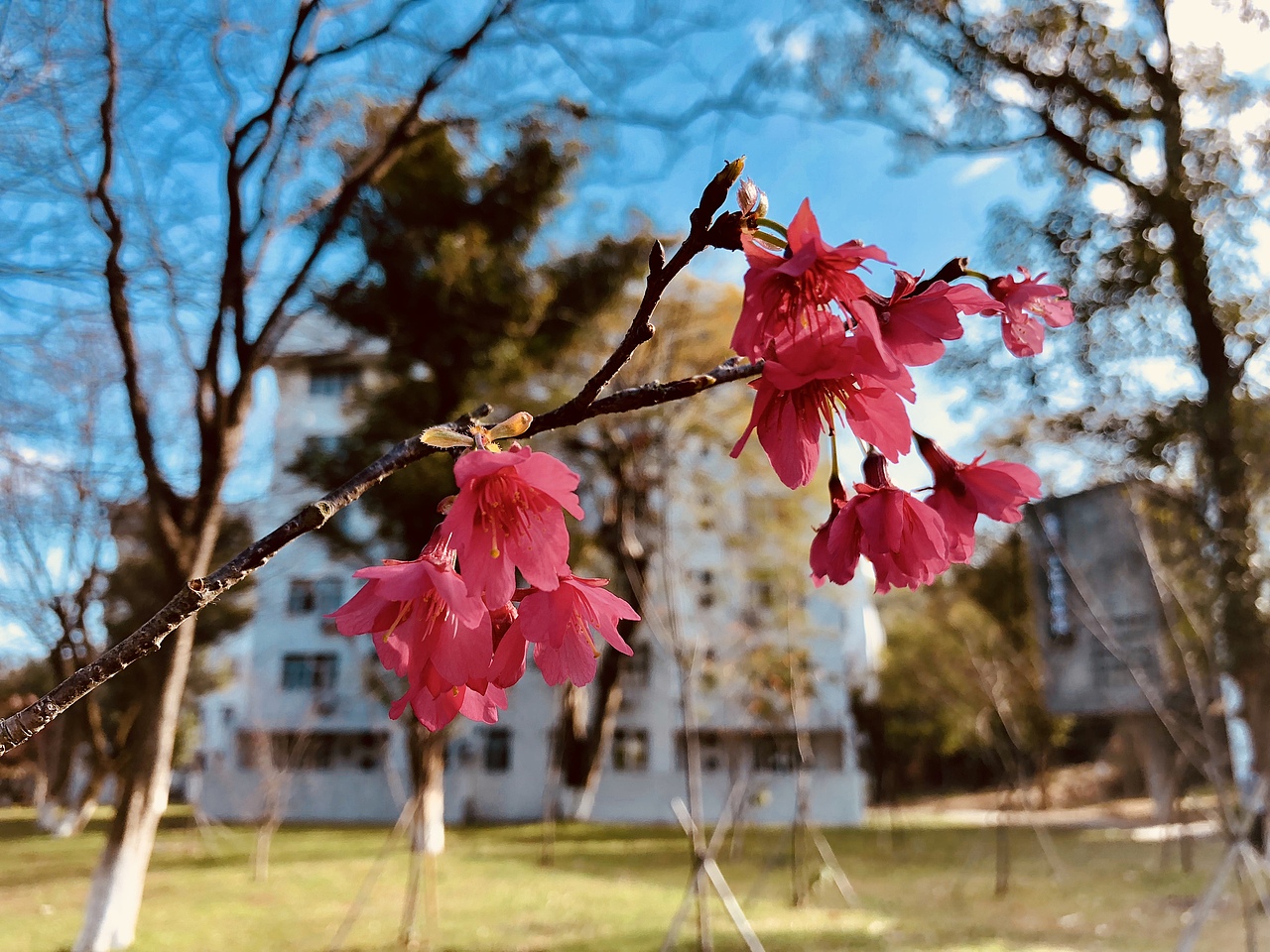 冬阳下的汕头大学