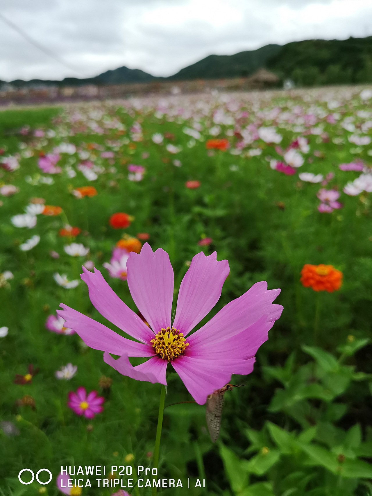 花海（图ZMTMzMjE0OTI0） - 风光摄影 - 站酷设计师梦醒时分sr原创素材 - 站酷ZCOOL