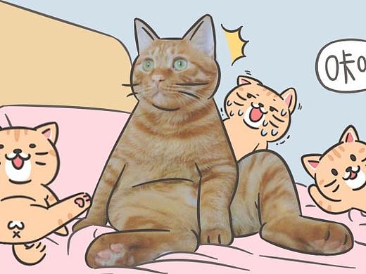 浣熊是只猫|微信表情