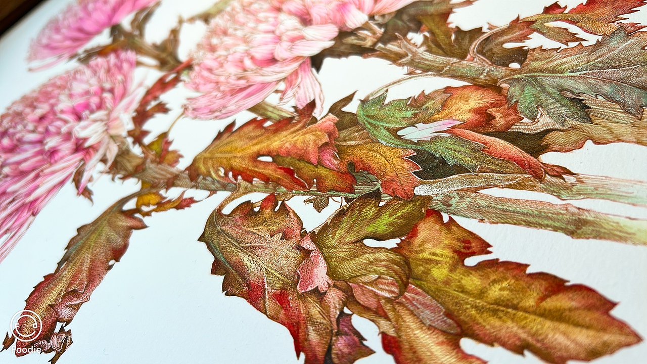 蘸水笔针管笔｜牡丹菊（吸色）