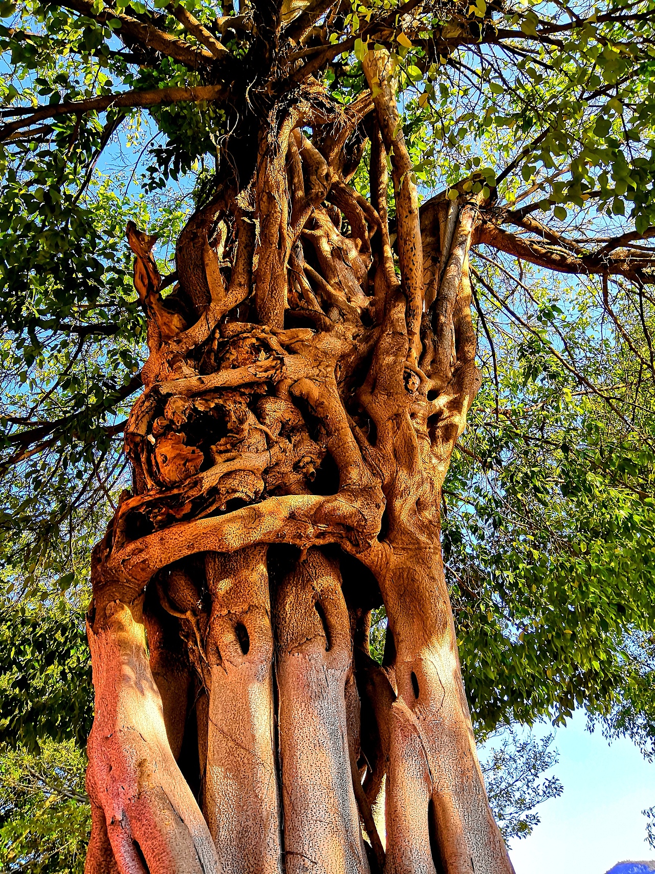 榕树（图ZMTUyNTkxMTg0） - 风光摄影 - 站酷设计师涂善辉TUSHANHUI原创素材 - 站酷ZCOOL