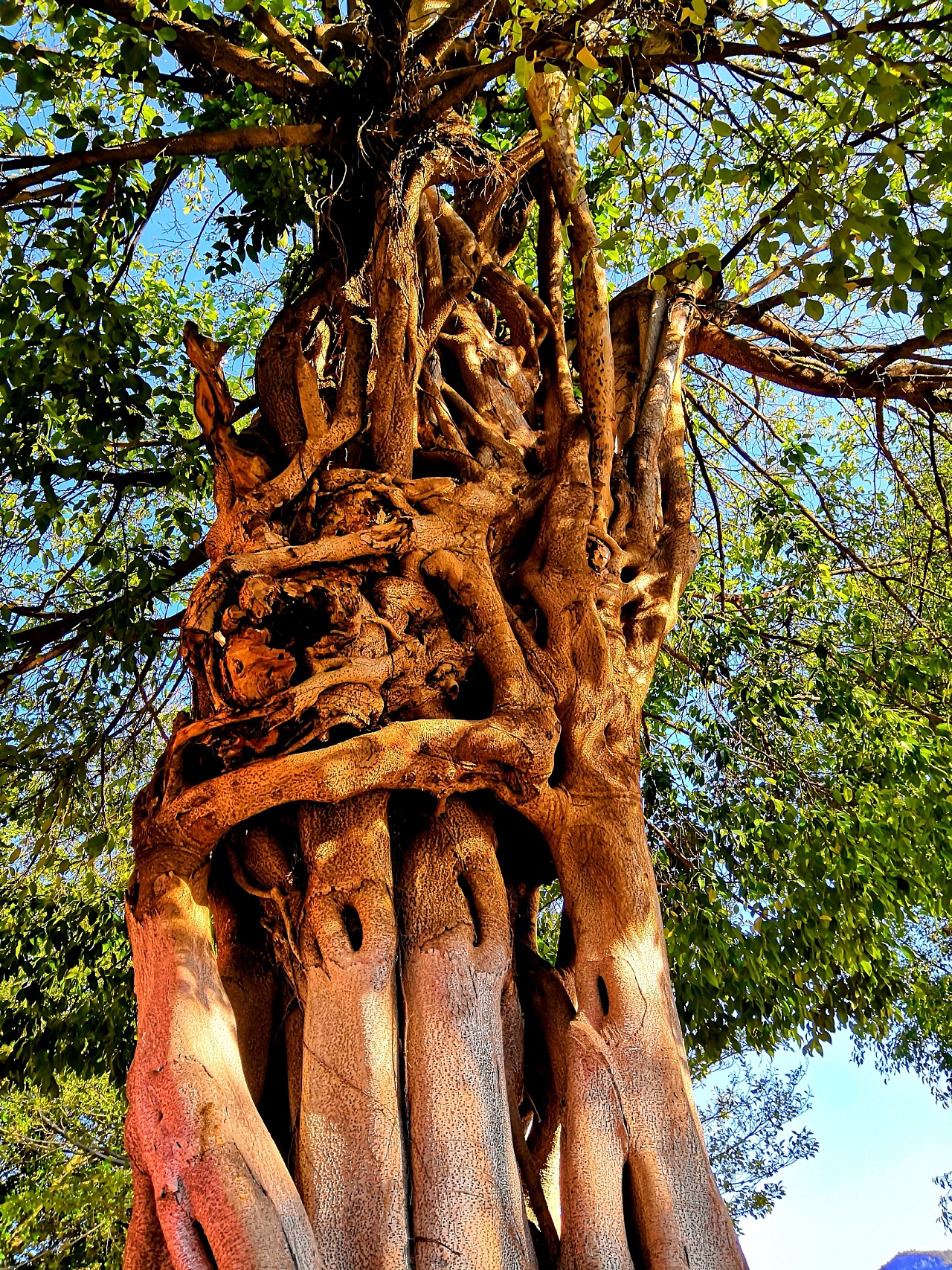 榕树|摄影|生态|涂善辉tushanhui - 原创作品 - 站酷 (zcool)