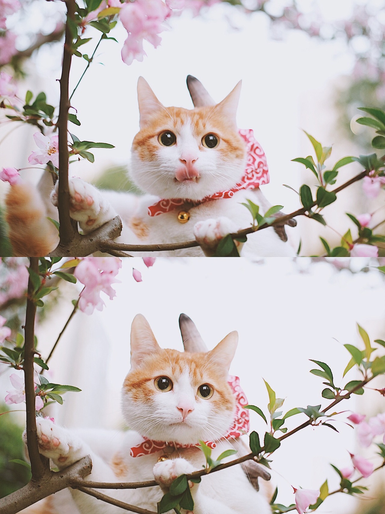 宠物摄影/春游踏青去啦~