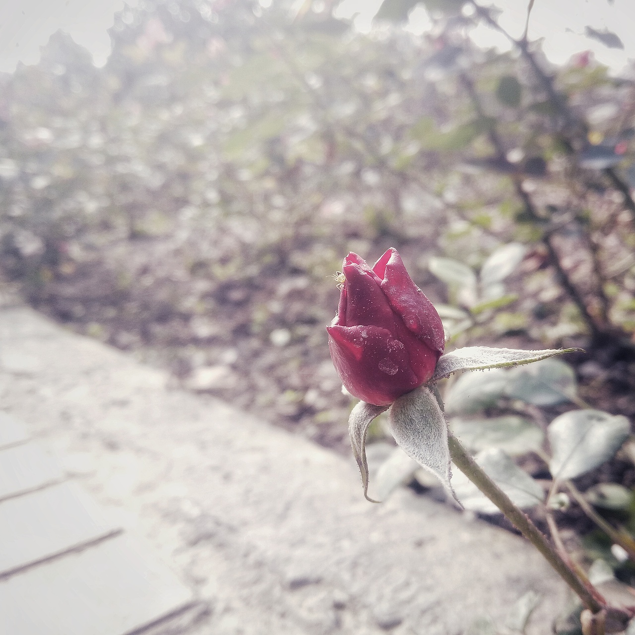 瞎拍瞎排的小美好