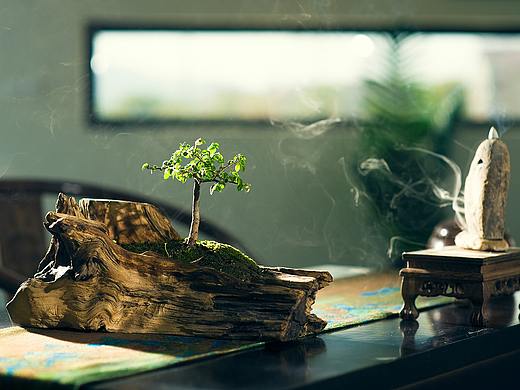 枯木做盆 种植榆树当盆景放室内养着桌子上当绿植摆件（个人主页-ZNDQzMTQ5MDA=） - 产品摄影 - 站酷设计师pobehu原创素材 - 站酷ZCOOL