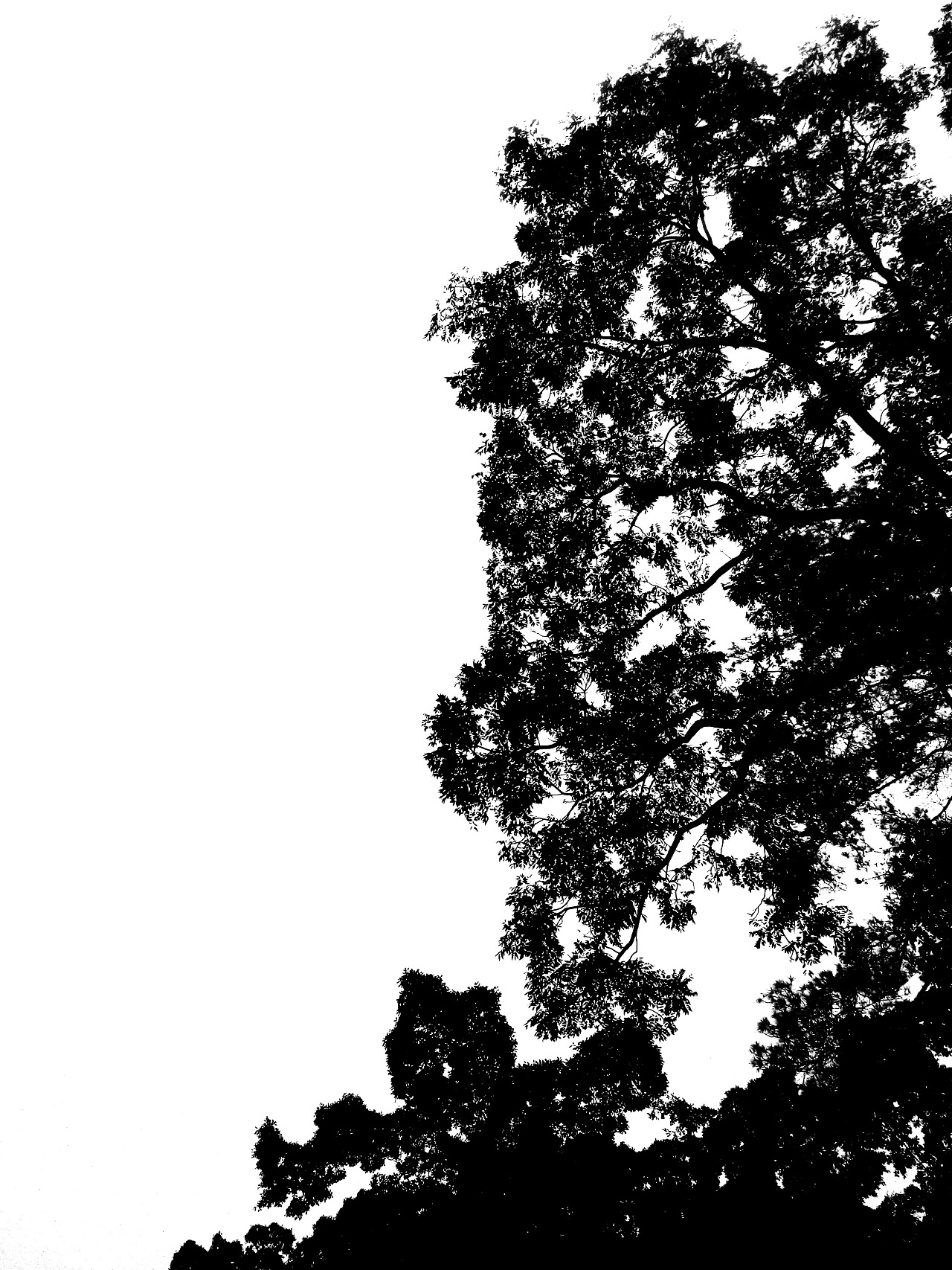 黑白的树设计图__树木树叶_生物世界_设计图库_昵图网nipic.com