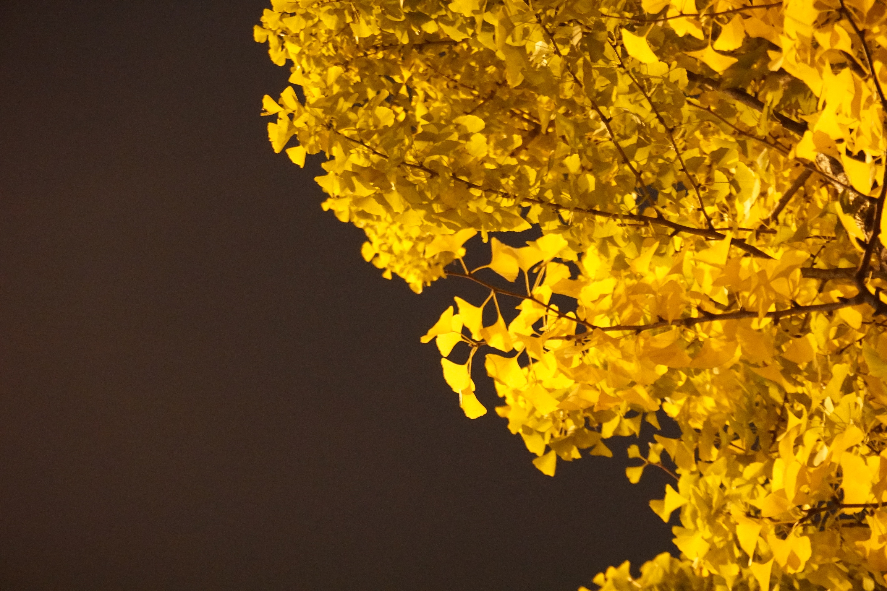 夜晚中的银杏树,杂