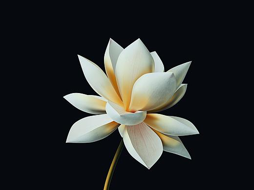 C4D莲花写实渲染