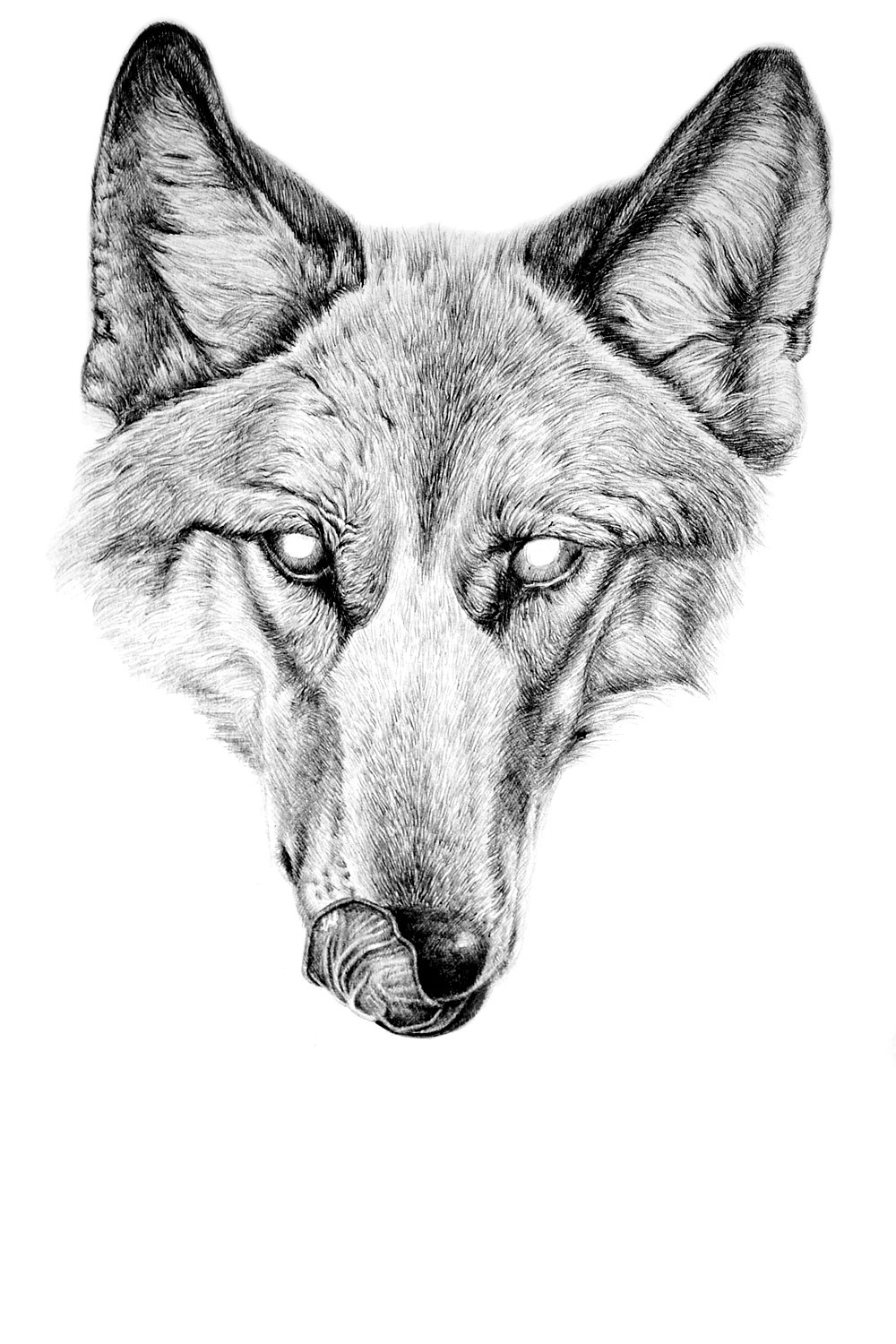oy钢笔画:狼