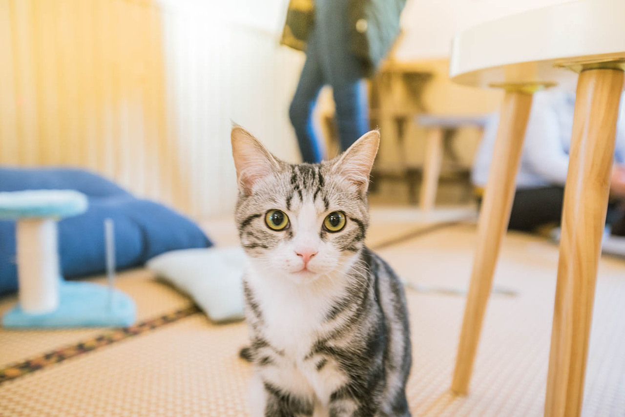 猫咖（图ZNjkyODQ3NDQ=） - 宠物摄影 - 站酷设计师xubin1123原创素材 - 站酷ZCOOL