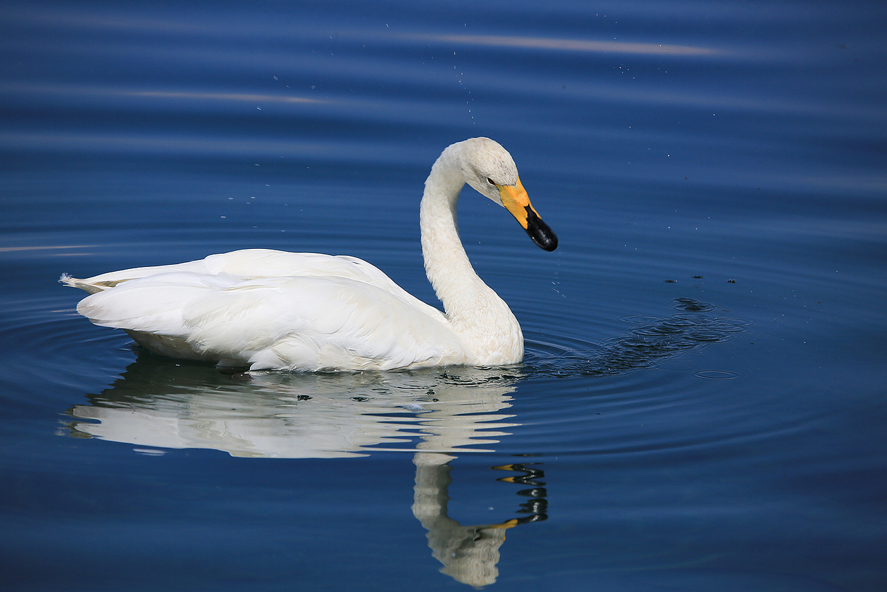 大西洋最后的眼泪——赛里木湖