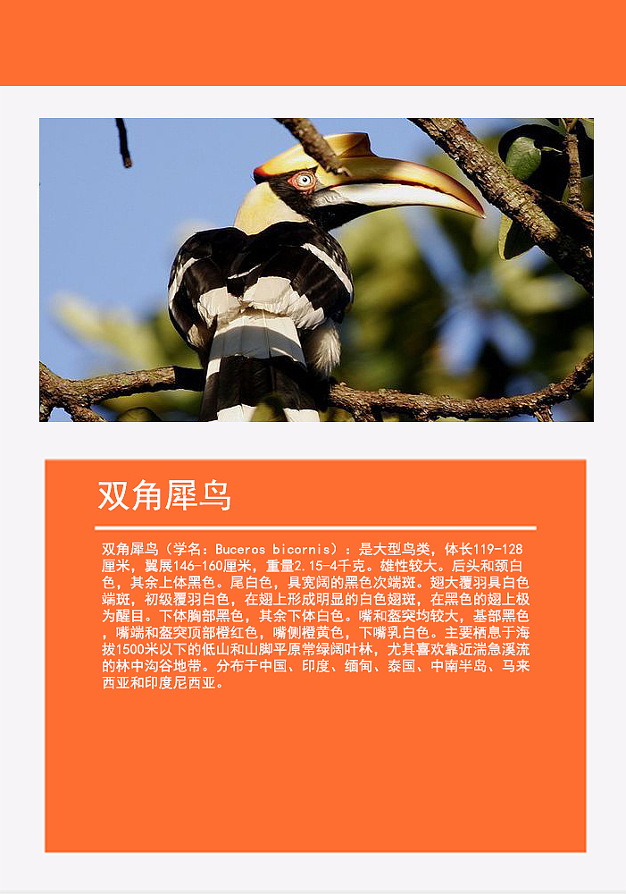 鸟类画册2（图ZMTMzMDg0Nzcy） - 书籍/画册 - 站酷设计师浅墨幺幺原创素材 - 站酷ZCOOL