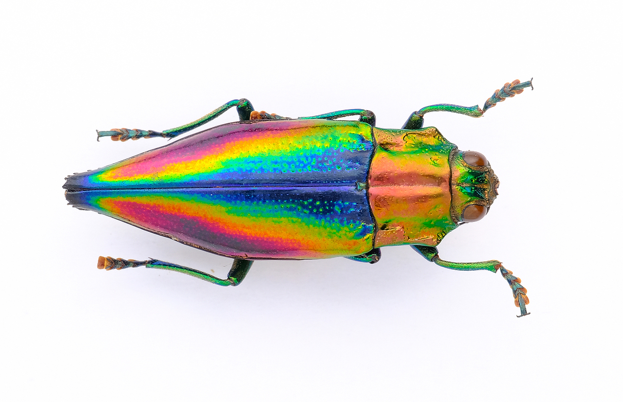 昆虫展拍摄印尼锹甲,吉丁虫,锹甲/吉丁虫 号称昆虫